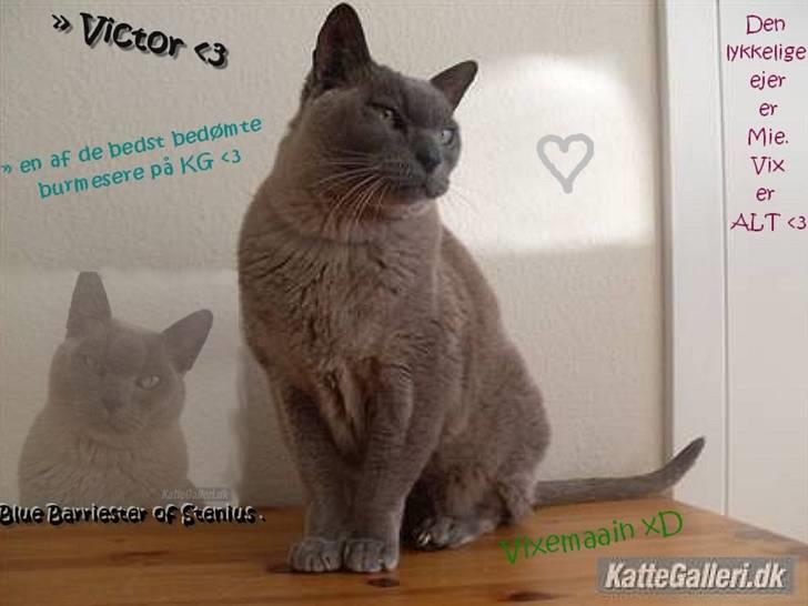 Burmeser Blue Barriester »Victor« - Velkomen til Blue Barriester of Stenius d: Husk at give en bedømmelse+kommentar+stem i udf. billede 1