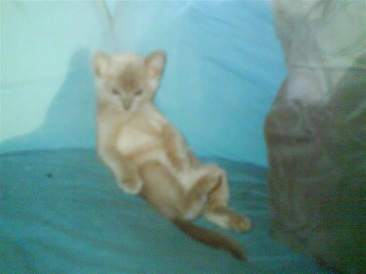 Burmeser Blue Barriester »Victor« - Lilllle Vicse-mand som killing. billede 3