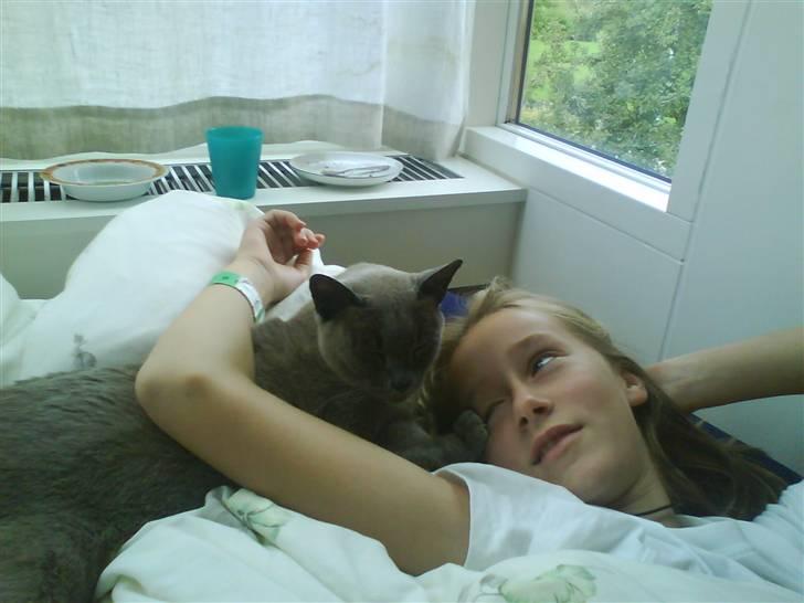 Burmeser Blue Barriester »Victor« - Han havde sovet på Mie´s hovede hele natten, nu skulle han også træde hende i øjet :) billede 4