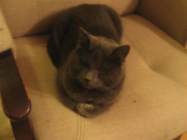 Huskat Isak billede 10