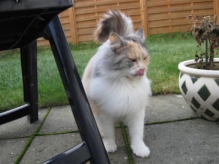 Norsk Skovkat Rosa <3  - frække rosa ! <3 billede 14