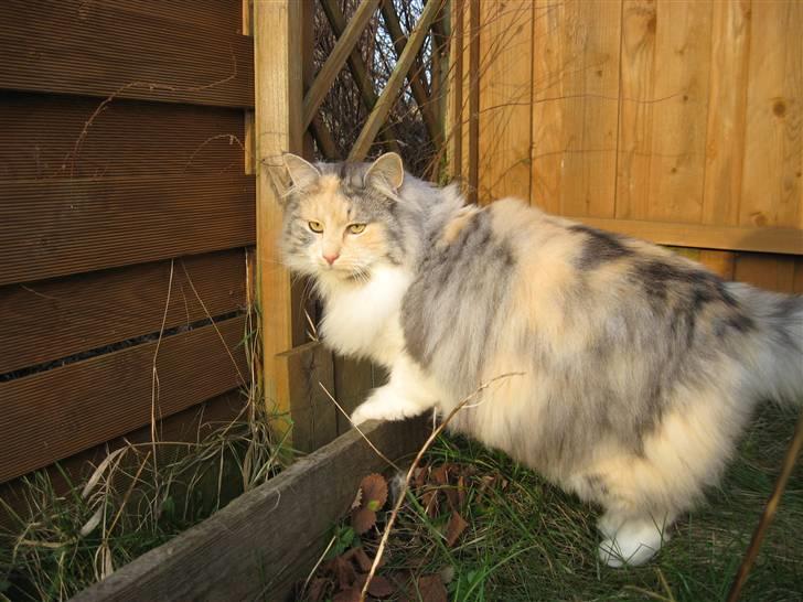 Norsk Skovkat Rosa <3  billede 15