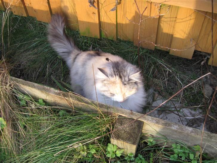 Norsk Skovkat Rosa <3  billede 16