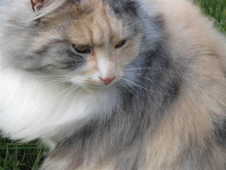 Norsk Skovkat Rosa <3  billede 17