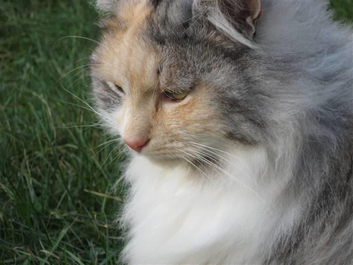 Norsk Skovkat Rosa <3  billede 18