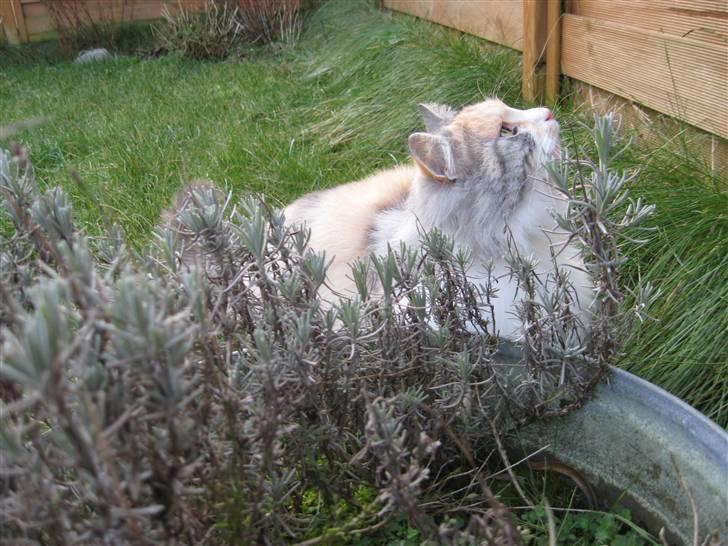 Norsk Skovkat Rosa <3  billede 19