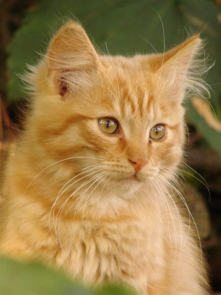 Blanding af racer Sønderstrands Reje - 4-5 måneder gammel :D  billede 10