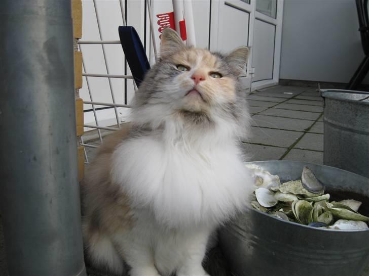 Norsk Skovkat Rosa <3  billede 20