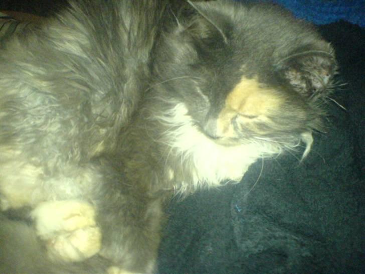 Blanding af racer kiara(min mors)(død) billede 2