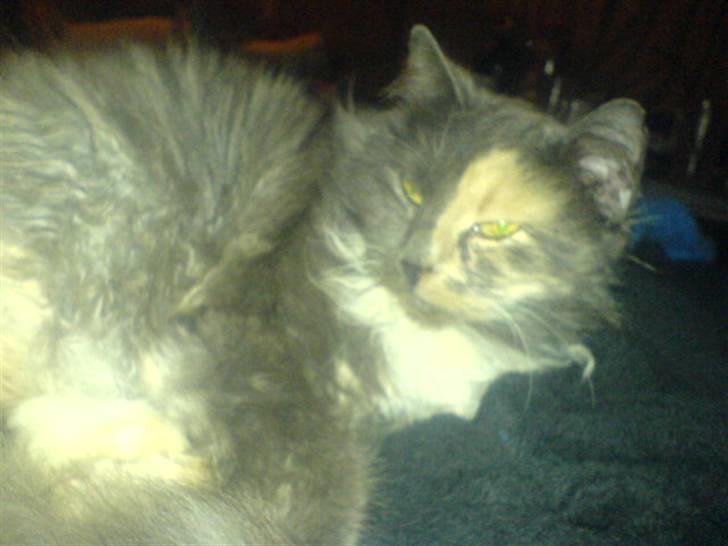 Blanding af racer kiara(min mors)(død) billede 3