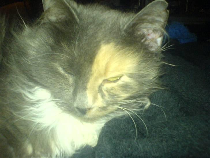 Blanding af racer kiara(min mors)(død) billede 4