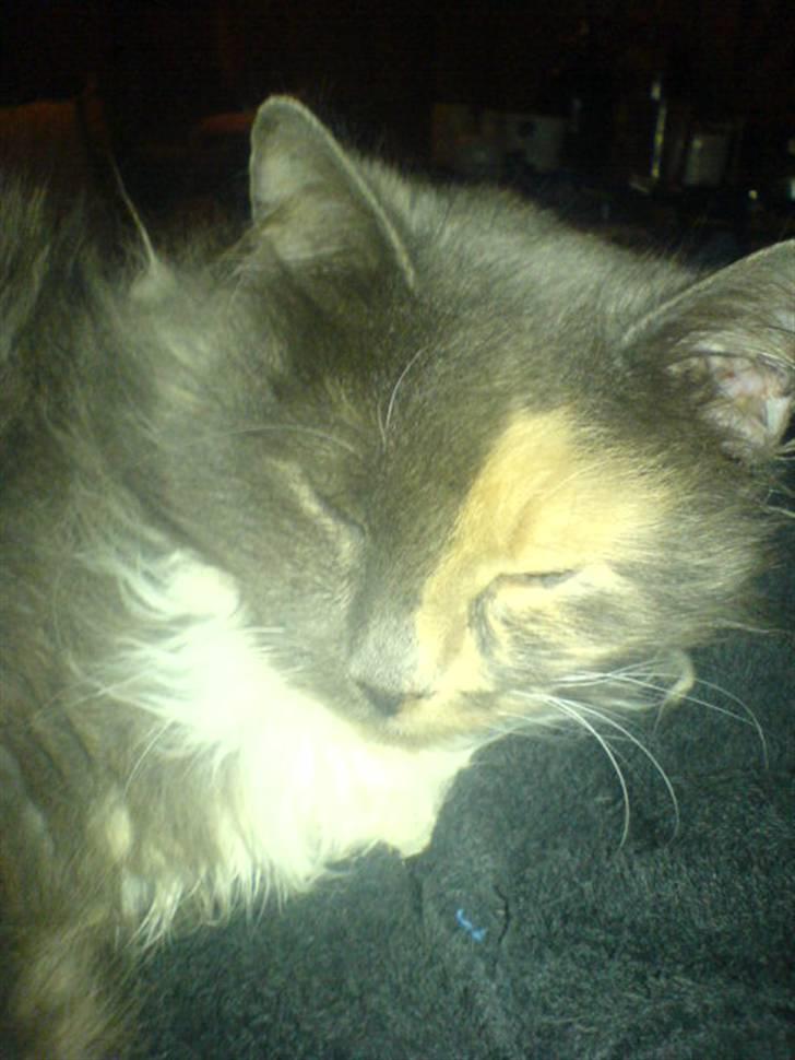 Blanding af racer kiara(min mors)(død) billede 5