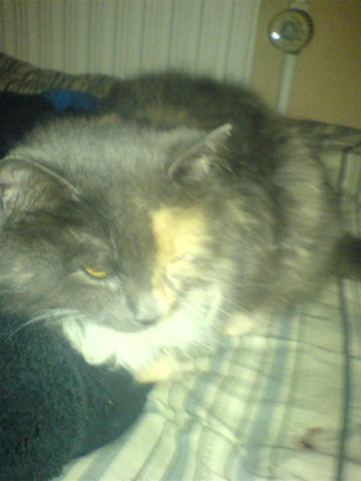 Blanding af racer kiara(min mors)(død) billede 6