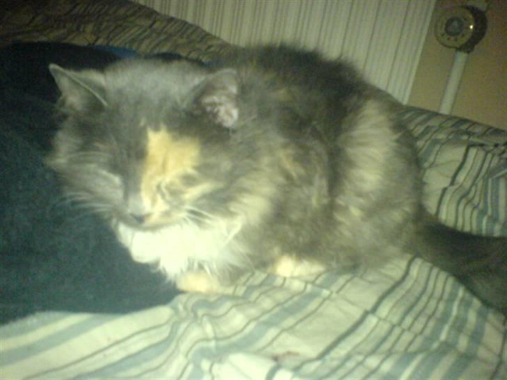 Blanding af racer kiara(min mors)(død) billede 7