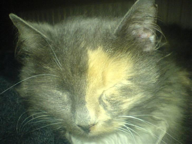 Blanding af racer kiara(min mors)(død) billede 8