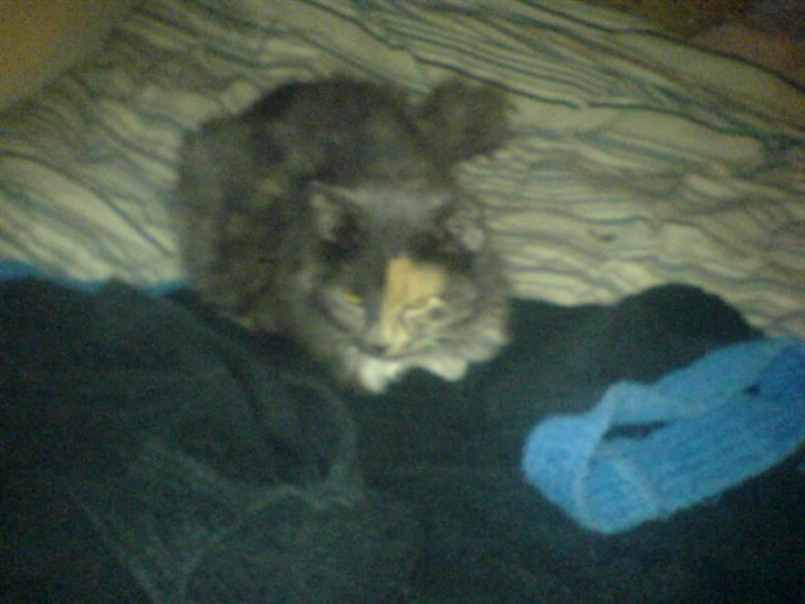 Blanding af racer kiara(min mors)(død) billede 9