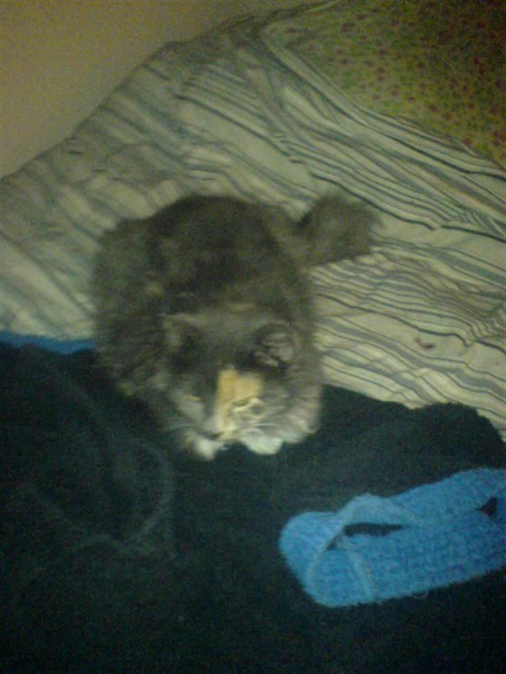 Blanding af racer kiara(min mors)(død) billede 10