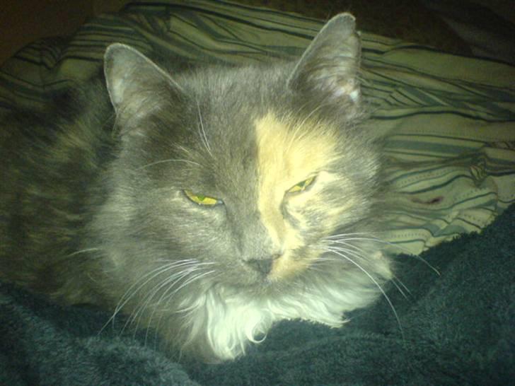 Blanding af racer kiara(min mors)(død) billede 11