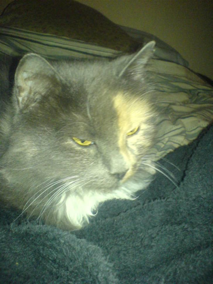 Blanding af racer kiara(min mors)(død) billede 12