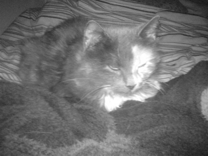 Blanding af racer kiara(min mors)(død) billede 13