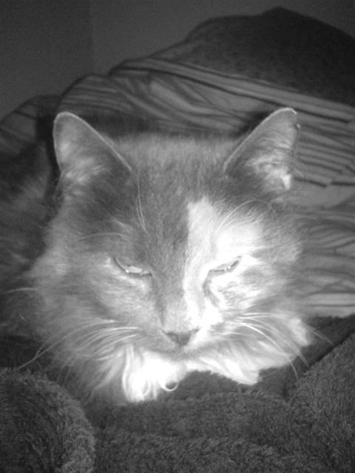 Blanding af racer kiara(min mors)(død) billede 14