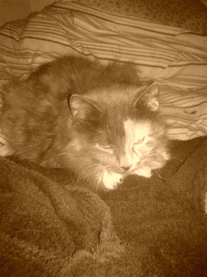 Blanding af racer kiara(min mors)(død) billede 15