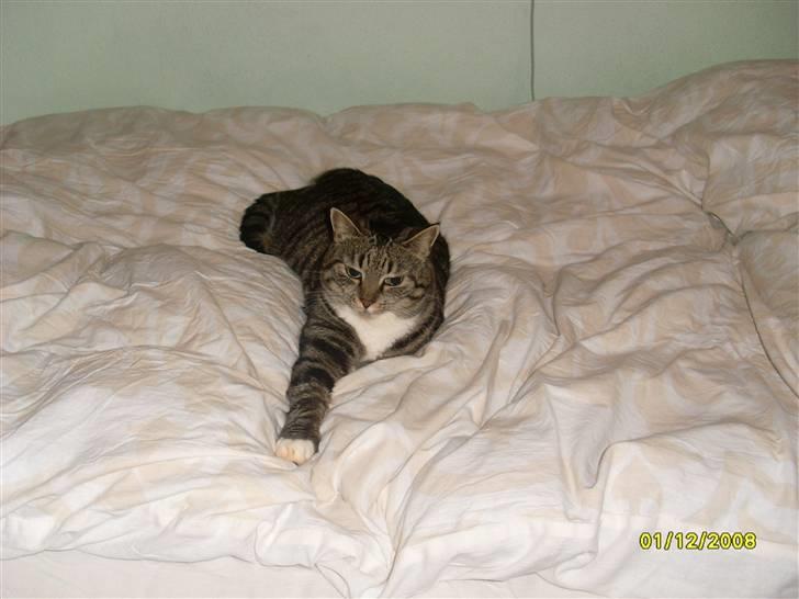 Huskat Mille - Tager lige et hvil på sengen, ahhh dejligt billede 14