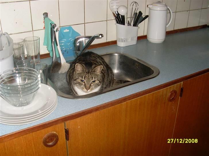 Huskat Mille - Jeg har lige lagt mig i køkkenvasken, hehe. billede 15