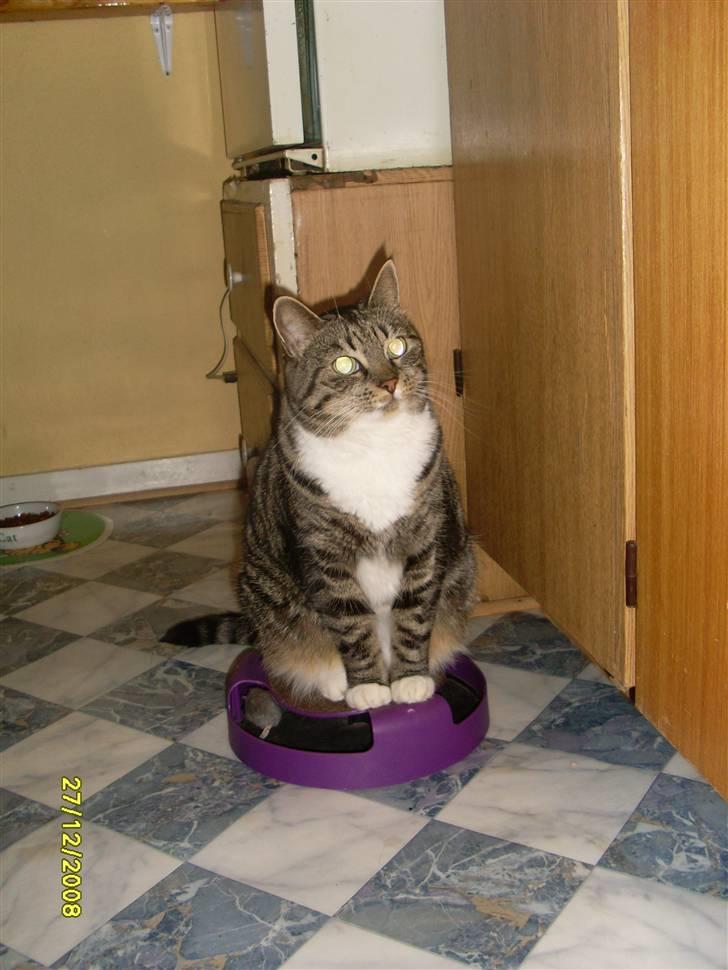 Huskat Mille - se hvor flot jeg sidder på min godbids plads, mon jeg får en godbid nu, eller endnu bedre en reje?! billede 16