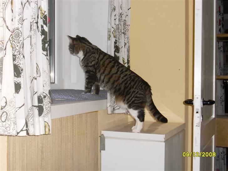 Huskat Mille - Hvad sker der mon udenfor?? billede 17