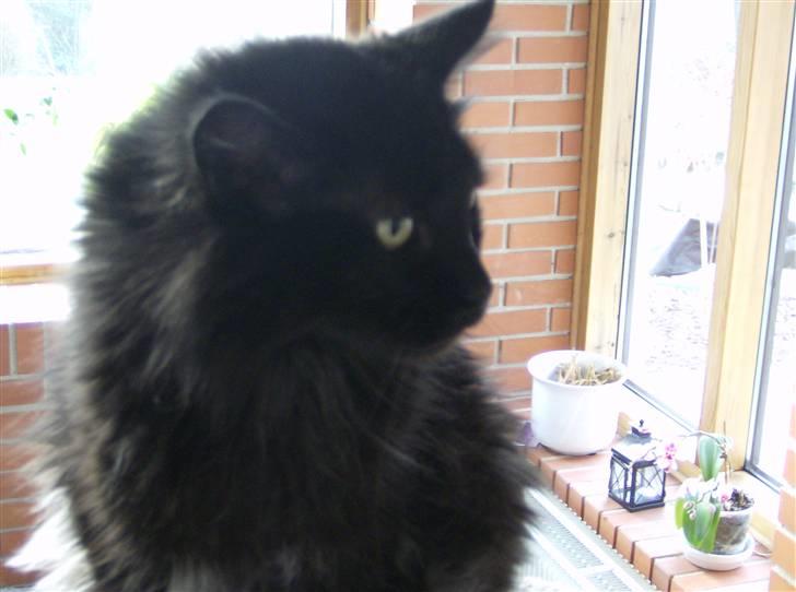 Maine Coon apollo - han ser nu træt ud? billede 10