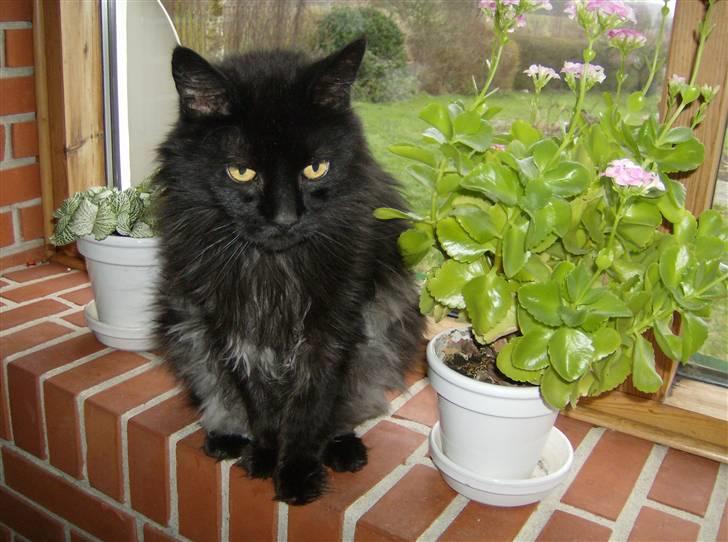 Maine Coon apollo - plante? billede 11