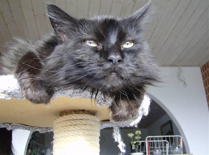 Maine Coon apollo - nyder tilversel... :D billede 12