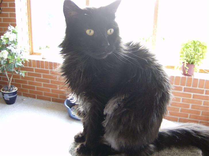 Maine Coon apollo - o.O billede 13