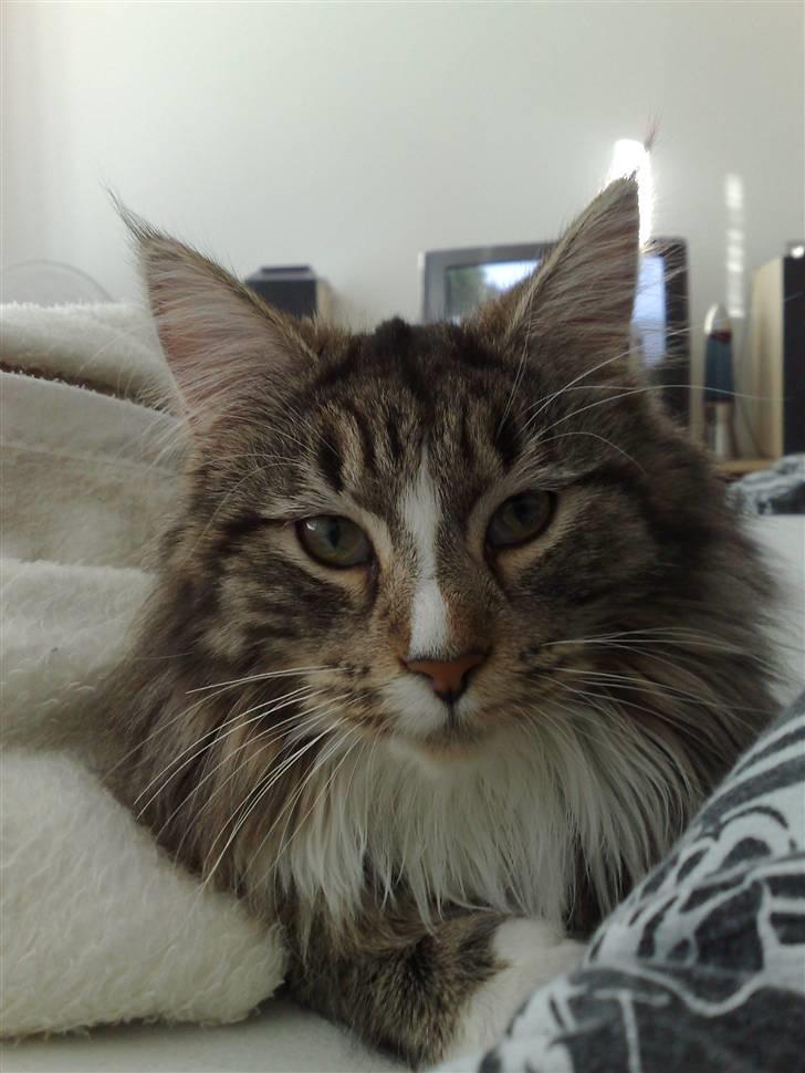 Maine Coon Gigant's Wild at Heart  - Wild 9 måneder billede 1