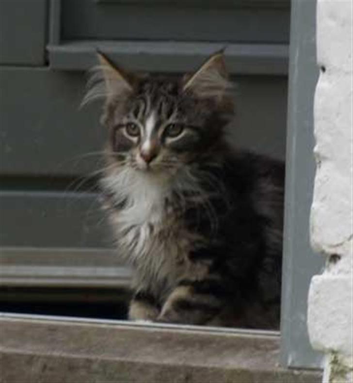 Maine Coon Gigant's Wild at Heart  - Wild 3½ måned billede 2