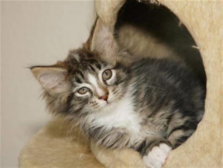 Maine Coon Gigant's Wild at Heart  - wild 10½ uge billede 3