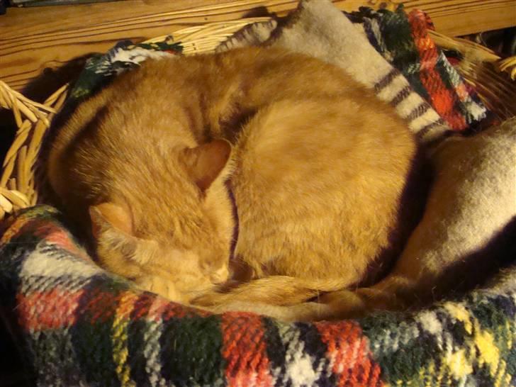 Huskat Princess[Savner dig :'( </3] - - Mulle ligger og putter i kurven  billede 2