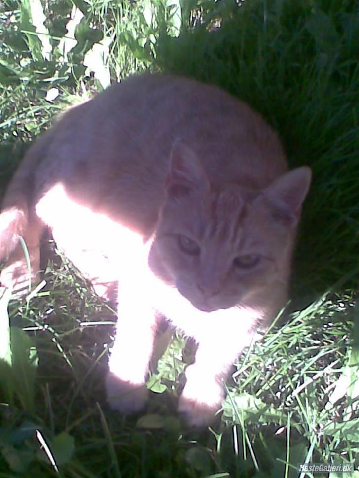 Huskat Princess[Savner dig :'( </3] - nyder varmen i sommersolen :D billede 4
