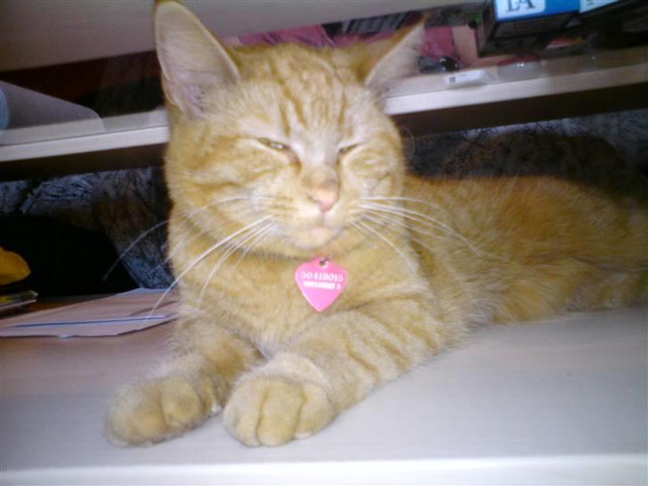 Blanding af racer Vanish - skal vi lege        nej er for doven  billede 1