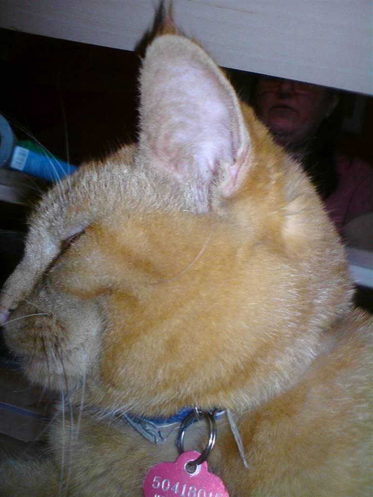 Blanding af racer Vanish - er jeg ikke bare dejlig <´3 billede 2