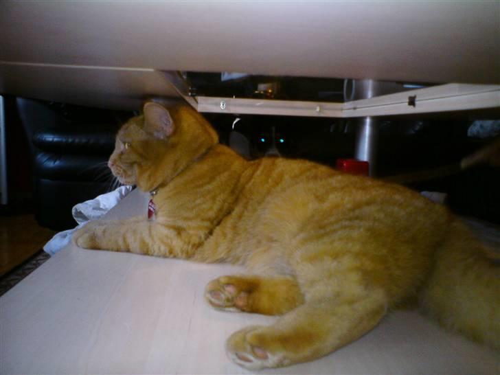 Blanding af racer Vanish - holder øje med dig, :) billede 3