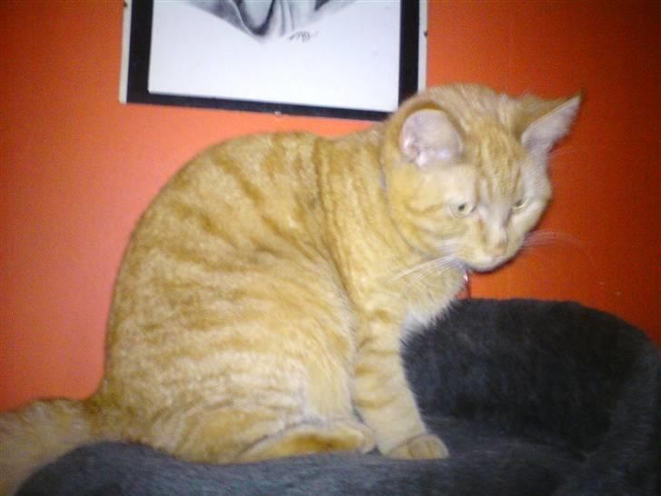 Blanding af racer Vanish billede 4