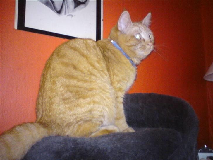 Blanding af racer Vanish billede 5