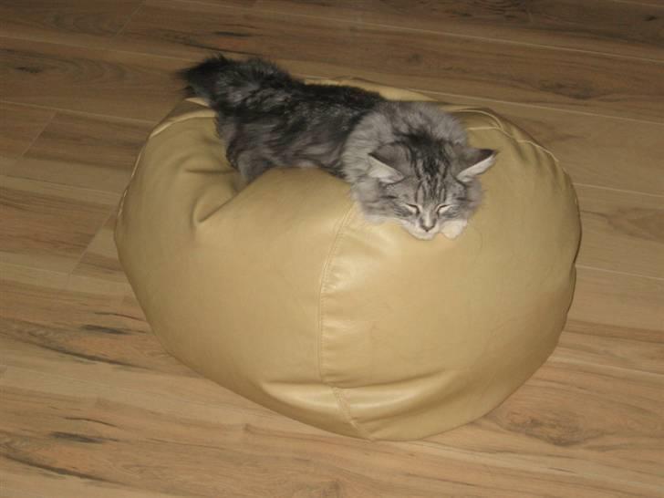 Blanding af racer Düchees SOLGT billede 18