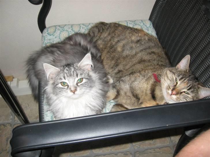 Blanding af racer Düchees SOLGT - hygger med mor billede 19