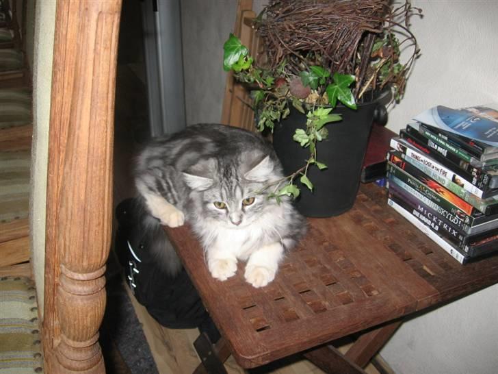 Blanding af racer Düchees SOLGT - smuk..:-) billede 20