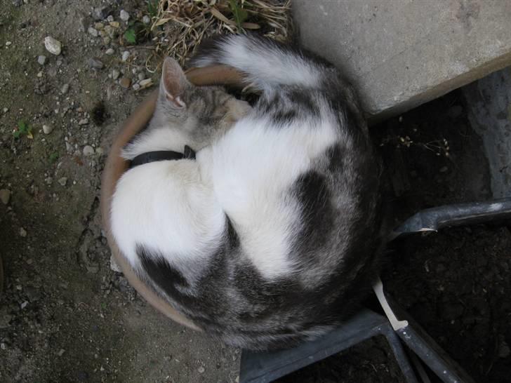 Blanding af racer luifax billede 19