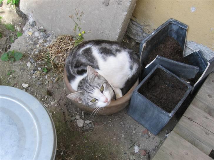 Blanding af racer luifax - hvem sagde jeg ikke kunne ligge her...:-) billede 20