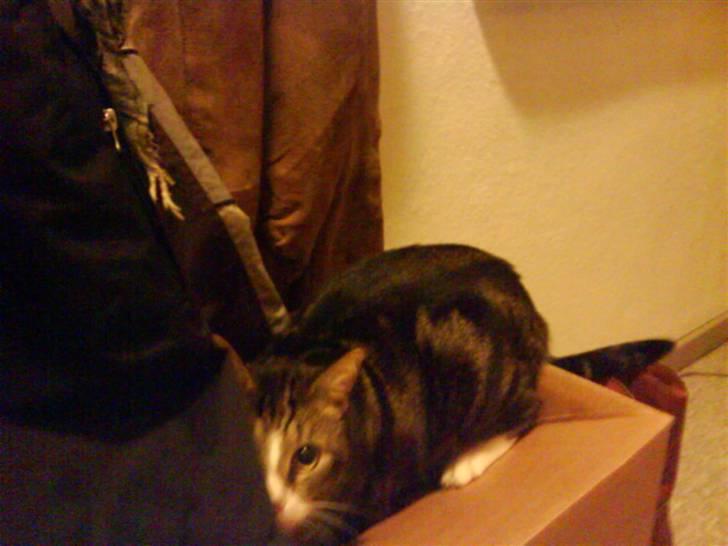 Huskat Tøffe billede 12